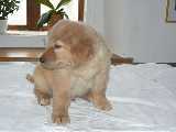 Arsson