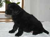 Aslan