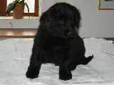 Aslan