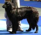 Blackie Tally z Apollonova chrmu MV Praha duben 2007