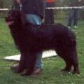 Cooper