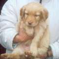 Jazzy z Budsk samoty bezen 2007