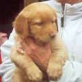 Jessie z Budsk samoty bezen 2007