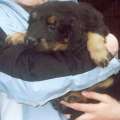 Jill Ellie z Budsk samoty bezen 2007